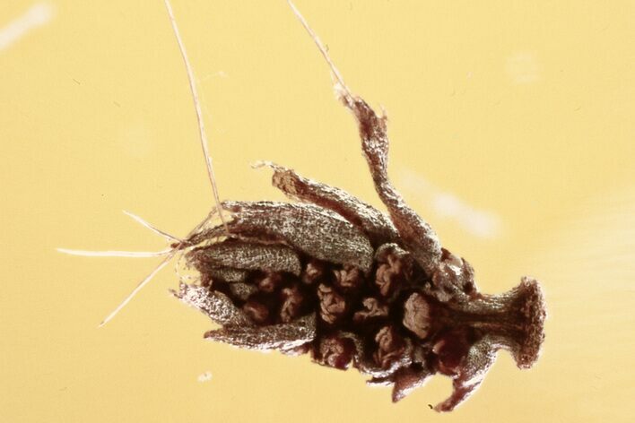 Detailed Fossil Oak Inflorescence (Quercus) In Baltic Amber #352846